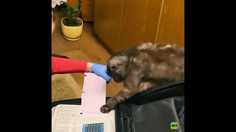 Así ayuda un gato a una médica a 'descifrar' un electrocardiograma