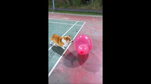 Dog play with balloons #dog