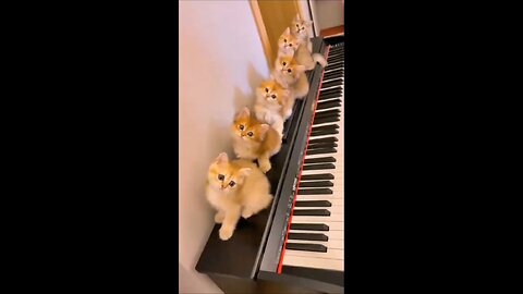 Funny cats#cat#animal#pets#love