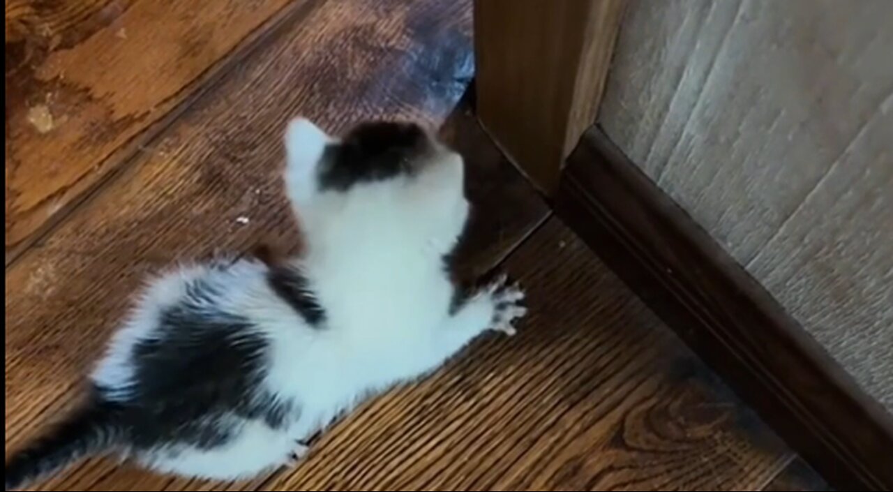 A Hungry Stray Kitten Showed Up In My Yard... And Now He's Family 🐱❤️