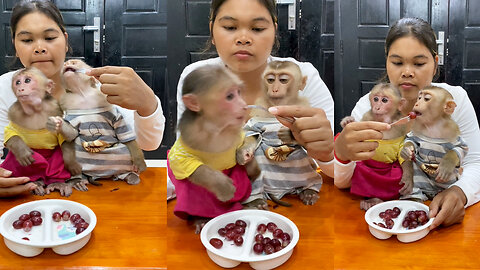 kind mom make food and feed her monkey with funny | #monkey #bae3 #animals #food #feed #funny