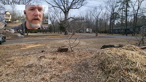 planting a mulberry living fence.
