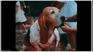 The Disturbing Reality of Dog Food