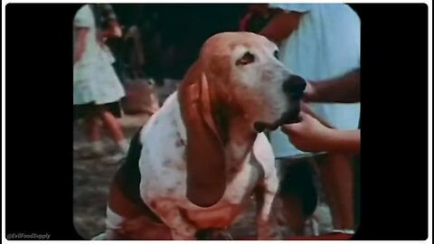 The Disturbing Reality of Dog Food