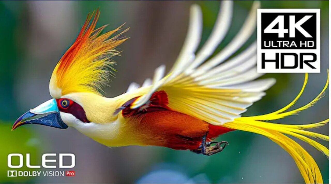 AMAZING 4K HDR 120FPS - Dolby Vision