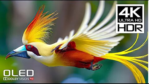 AMAZING 4K HDR 120FPS - Dolby Vision