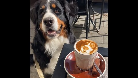 These dogs Love Bath Time