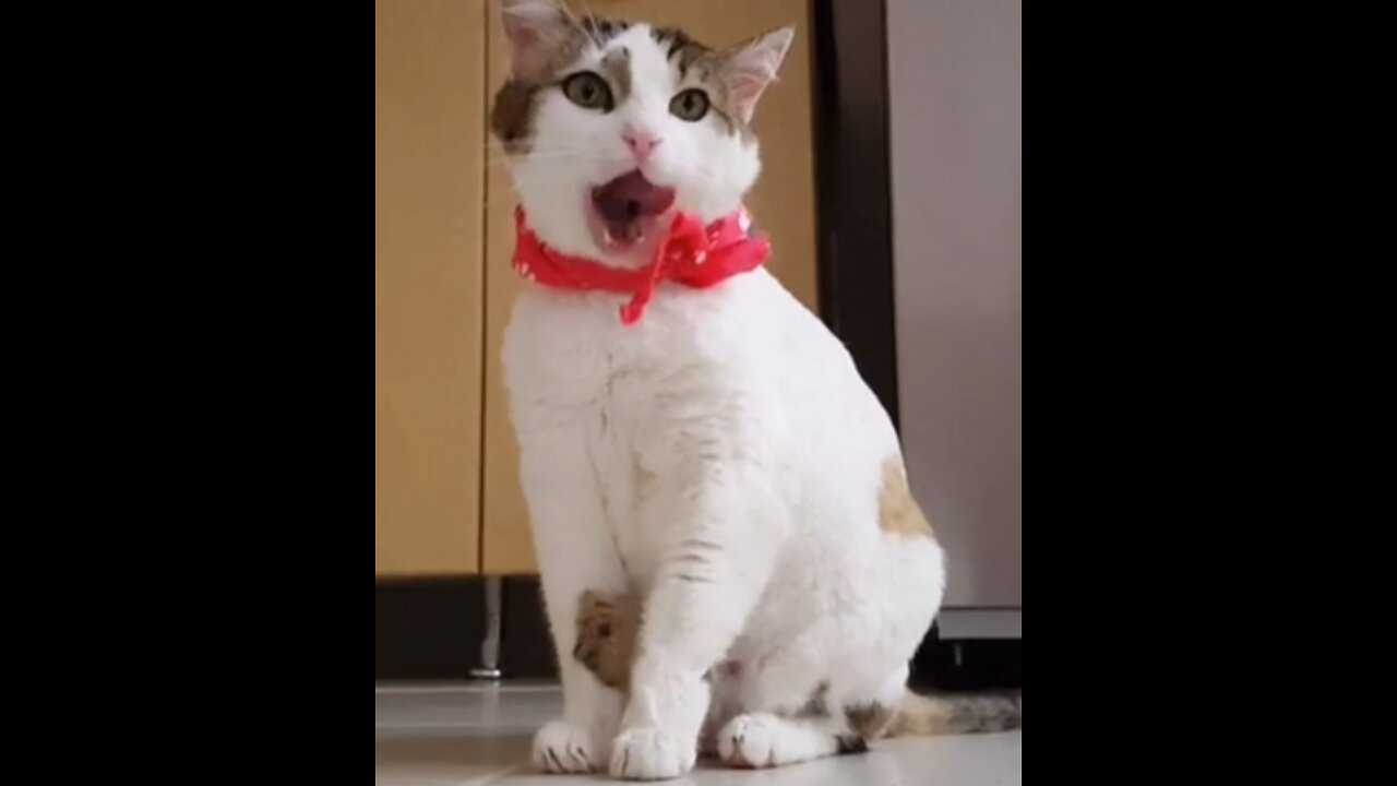 😼 “This ain’t just a handkerchief… it’s a warning.”#GangsterCat #WhiskerOG #FunnyCat #USAViewers 😂