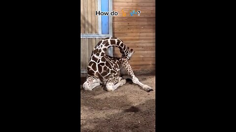 how do giraffes sleep? #animals #wildlife #zoo #zooanimals