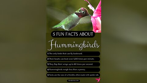 5 Hummingbird Fun Facts #wildlifefacts #animallovers #animalfacts
