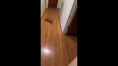 funny cat video