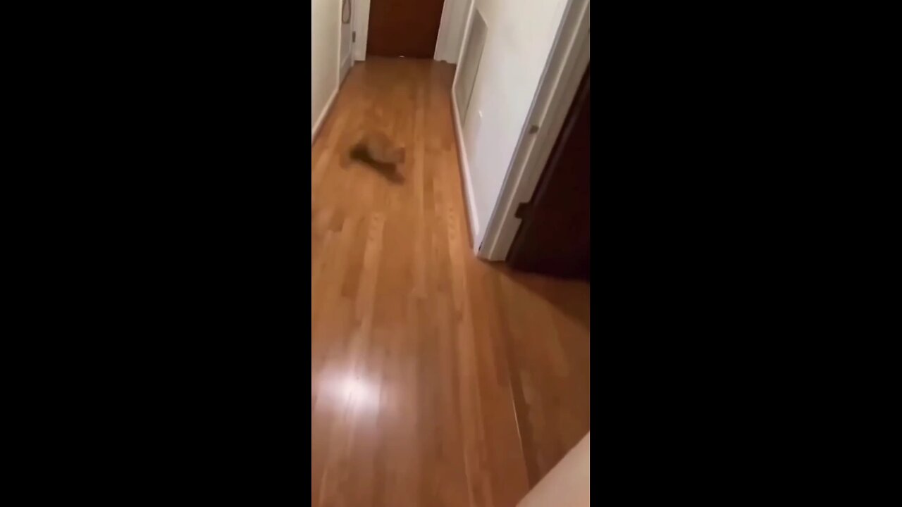 funny cat video