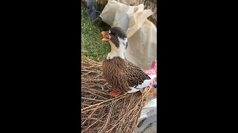 lovely duck
