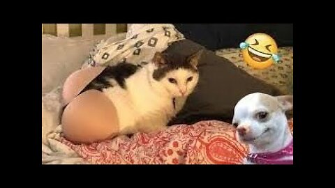 The Most Hilarious Animal Moments Caught on Video! 🤣🐾