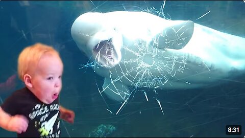 TRY NOT TO LAUGH | Funny Weekend At The Zoo - LAUGH TRIGGER