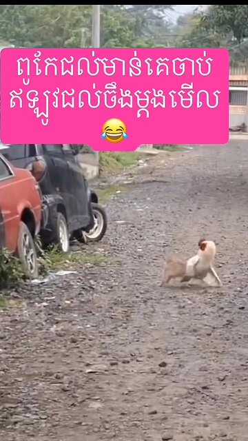 Rooster Fighting With Rabbit