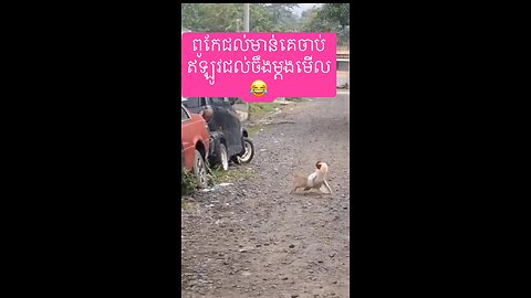 Rooster Fighting With Rabbit