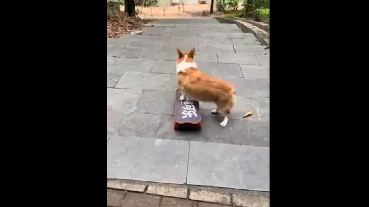 Corgi be like, I Got This!