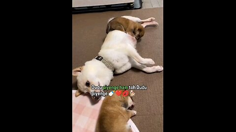 दुधु पियेगे