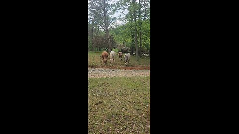 Shorthorn Plus heifers 2025.