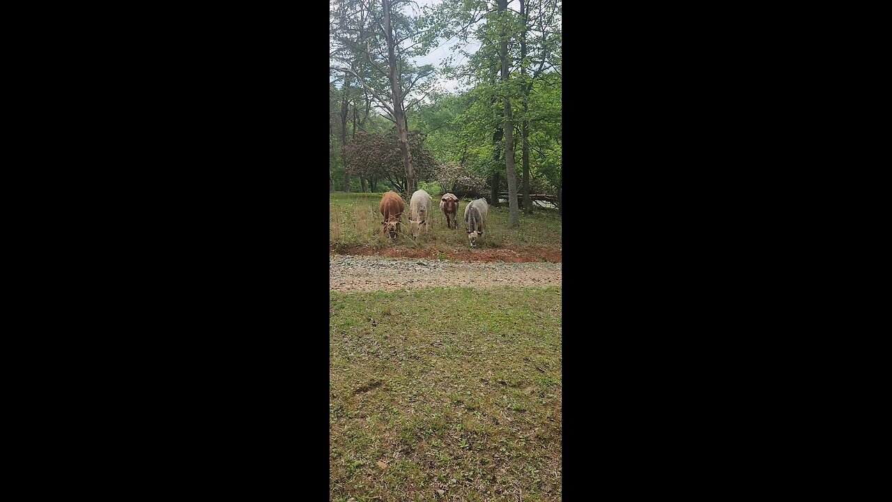Shorthorn Plus heifers 2025.