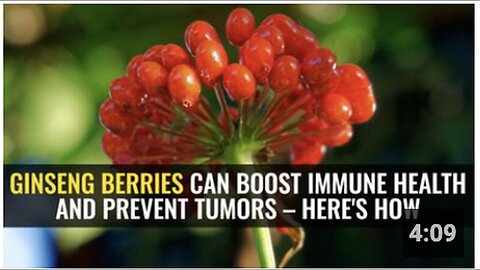 "How Ginseng Berries Enhance Immune Health and Prevent Tumors"