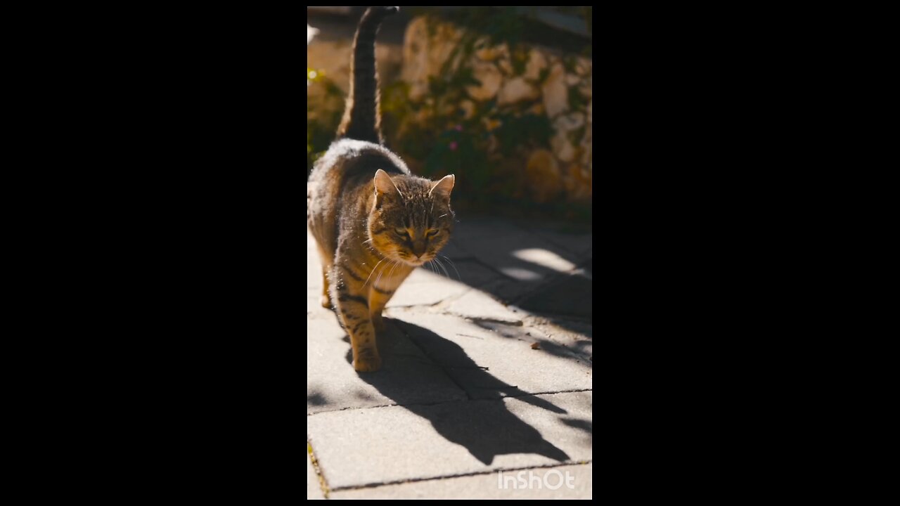 enjoy cats