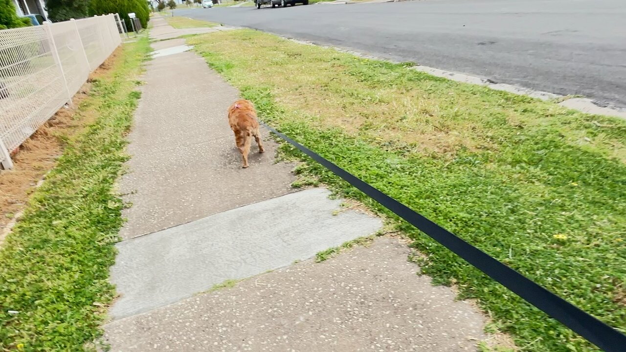 🙏🏻🐶❤️ walking…