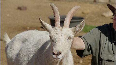 Meet Thelma, one of our DOGS WITH HORNS! She was saved from slaughter.