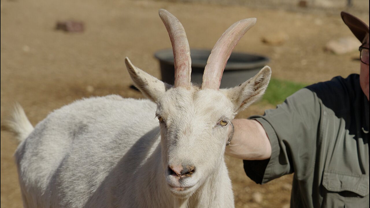 Meet Thelma, one of our DOGS WITH HORNS! She was saved from slaughter.