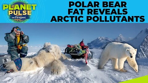 Arctic Under Pressure_ Scientists Probe Polar Bear Fat to Understand Pollution_s Impact_Planet Pulse