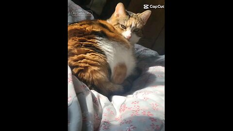 Aliens kidnapped my cat Poppy 🥹😭😭 Alberic Walters Video