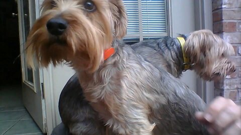 Batman & Chewy pile on me! #yorkie #funnydogs