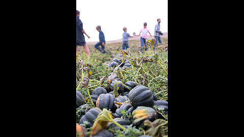 Organic harvest squash on Sale Now for a limited time.