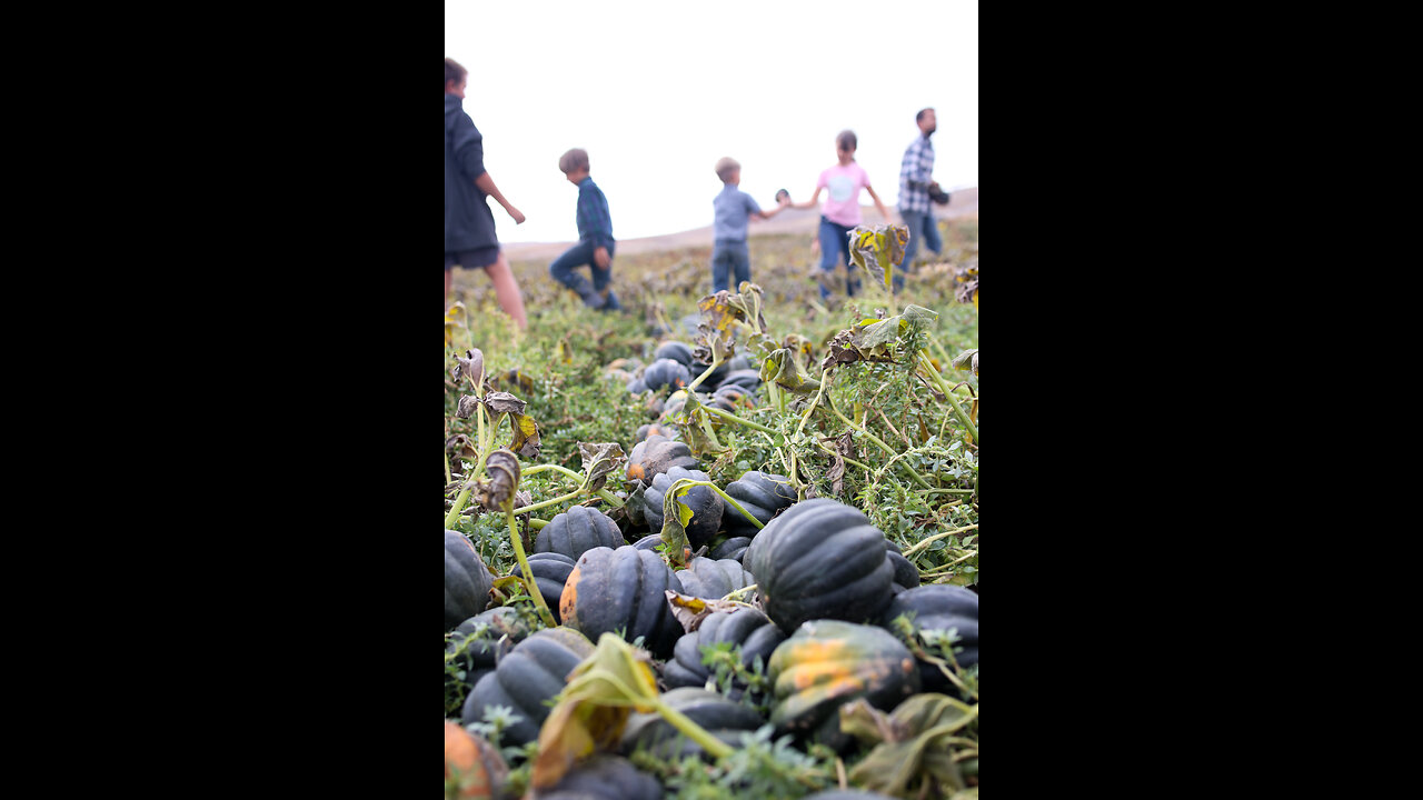 Organic harvest squash on Sale Now for a limited time.