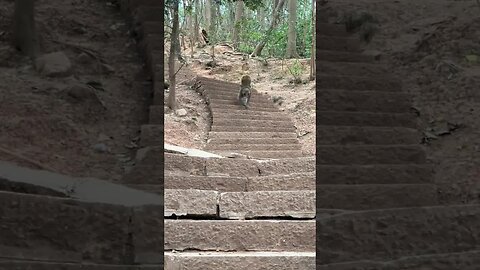 Extremely unique posture of climbing down stairs of a wild monkey