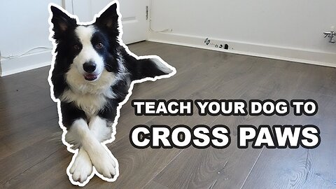 Train Your Dog to Cross Paws