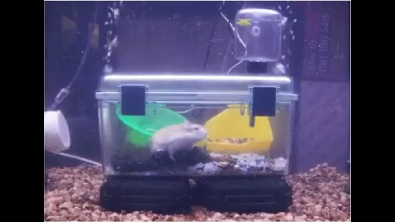 Ancientlake pt 4 MAKE WATER FREE AGAIN