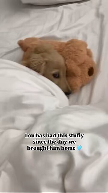 Lou loves his new stuffy