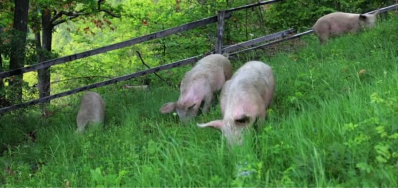 Is it right or wrong to use pig’s skin for making cosmetics