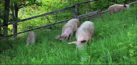Is it right or wrong to use pig’s skin for making cosmetics