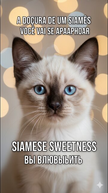 The Sweetness of a Siamese: You'll Fall in Love 😻💙