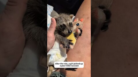 The woman brought the trash to the dump and she became the mom of a little raccoon