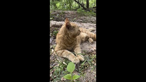 Rijik 🐈 in nature.