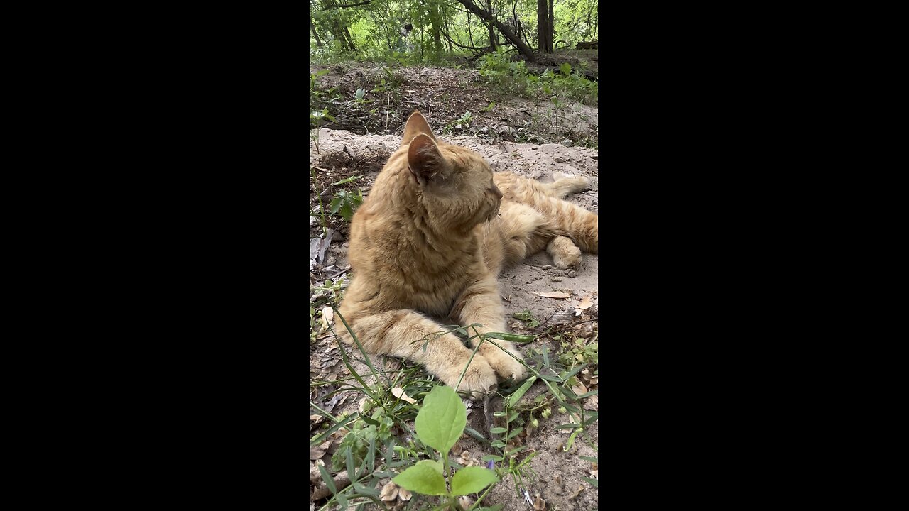Rijik 🐈 in nature.