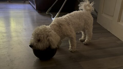 Blind But Full of Love: Our Bichon Frise Puppy’s Story