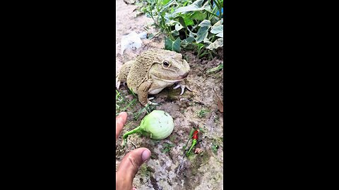 The laughter of frogs
