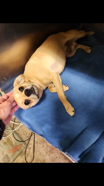 PEPITO the meanest dog EVER🤭 #WOOF