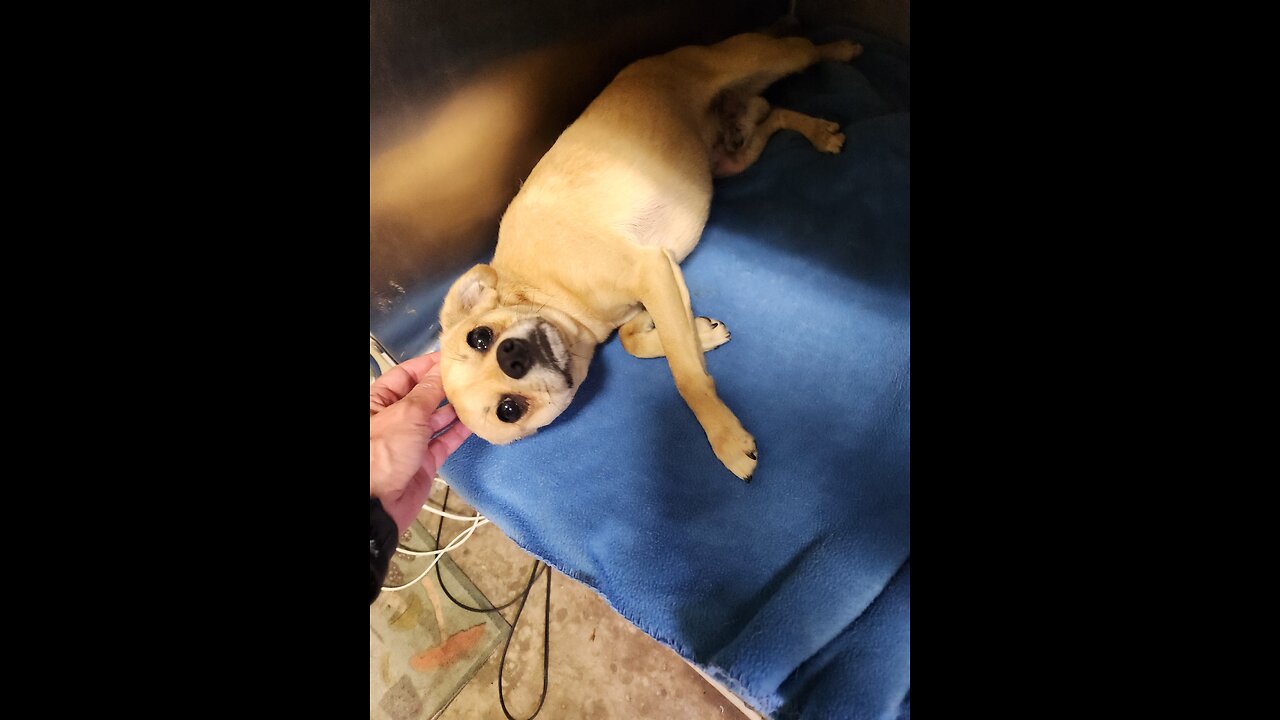 PEPITO the meanest dog EVER🤭 #WOOF
