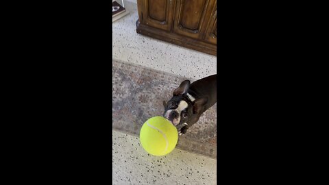 Puppy Days In Pawradise | 4K